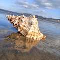 Miniatyrbillede 2 af 5: Naturlig Havsnegl Konkylie Bryllup Bord Dekoration Husholdningsdekoration Middag