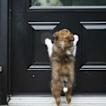 Miniatyrbillede 5 af 5: Dørklokke til hund, Triomphe trådløs dørklokke til kæledyr, IP55 vandtæt dørklokke til hund, lydstyrkejusterbare sange