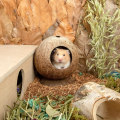 Miniatyrbillede 5 af 5: Coco Hut Hamsterhus Seng til Gerbils Mus Smådyr Bur Hab