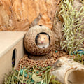 Pikkukuva 5 / 5: Coco Hut Hamster House Bed for Gerbils Mice Small Animal Cage Hab