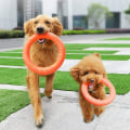 Pikkukuva 4 / 5: Frisbee-lelu koirille kelluva koiran kiekko tuhoutumaton kumifrisbee 2 kappaletta
