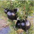 Miniatyrbilde 4 av 5: 5 stk 5 cm planteforplantningsboks, gjenbrukbar vekstboks for planteformering, pod for aseksuell reproduksjon, plastball for forskjellige planter