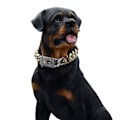 Miniatyrbillede 2 af 5: Stærk kæde hundehalsbånd snor 19mm guld rustfrit stål halskæde