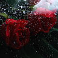 Miniatyrbild 3 av 4: TRANSPARENT TRANSPARENT PAPPER FISK BLOMMA FISK BLOMMA PODUCLE PAPPER PAPPER PAPPER PAPPER PAPPER PAPPER PAPPER PAPPER BUKETT BUKETT