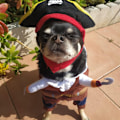 Pikkukuva 3 / 5: Lemmikki Koira-asu Pirates of The Caribbean -tyyli (Medium)