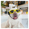 Miniatyrbillede 4 af 5: 1 stk. Hunde Goggles, Kæledyr Solbriller, Sammenfoldelige Hunde Goggles UV Beskyttelse Solbriller
