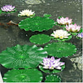 Miniatyrbillede 2 af 5: 10 stk. flydende dekorationer i form af en lotus på 17 cm