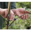 Miniatyrbillede 2 af 5: 20 stk. trænerbøjningsanlægstrænerhavearbejdebonsaitvistjustering