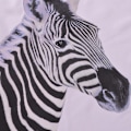 Miniatyrbillede 3 af 5: Zebra Bruseforhæng, Håndtegnet Zebra Maleri Badeværelse Dekor S