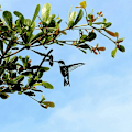 Miniatyrbillede 3 af 5: Metal Fuglesilhuet - Sort Smedejern Fuglesilhuet Fugle på Gren, Kolibri Vægkunst Dekoration til Hjem Have Gård Patio Udendørs