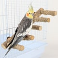 Pikkukuva 1 / 5: Luonnonpuinen linnun orsi, linnun tikkaat, papukaijatikapuut, hamsterin kiipeilylelut, luonnonpuinen jalusta, papukaijan pureskelulelu pienille eläimille