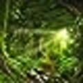Miniatyrbild 5 av 5: Forest Tapestry Tree Cave Nature Tapestry Väggbonad Misty Tree