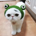 Pikkukuva 3 / 6: Kissan hattu, lemmikkihattu, ihana cosplay-hattu juhliin, söpö sammakkolakki