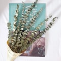 Miniatyrbild 4 av 6: Torkade riktiga eukalyptuskvistar 12 stjälkar, naturlig eukalyptus