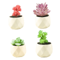 Miniatyrbillede 1 af 5: Mini sukkulenter indendørs hjem dekoration simulation plante