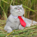 Miniatyrbillede 3 af 5: Pet Bowtie Børns slips Stribet print Lille slips Hunde slips