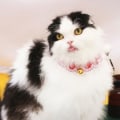Miniatyrbild 3 av 6: Husdjurshaklapp katt spetshaklapp hund saliv handduk med klocka söt katthaklapp