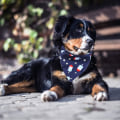 Miniatyrbilde 5 av 5: 4. juli hundebandanas 2-pakke, uavhengighetsdag hundeparty
