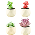 Miniatyrbillede 1 af 3: IC 4 stk. falsk blomst sukkulent bonsai kreativ dekoration