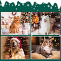 Miniatyrbillede 5 af 5: IC Lille kæledyrsdragt Kat Hund Juleoutfit Pandebånd Kattedragt M