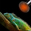 Miniatyrbillede 4 af 4: Amfibisk Reptil Varmelampe med Farveæske Almindelig Keramisk Lampe Skildpadde Firben Edderkop Reptil Varmeboks 220V (75W)