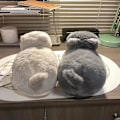Miniatyrbild 7 av 7: Damtofflor i plysch katt, tofflor för par, Mjuka Anti-Slip Blå Grå Grey 34