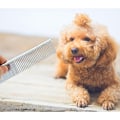 Miniatyrbillede 4 af 5: Hundekam i rustfrit stål, kæledyrsplejebørste, plejeværktøj til små, mellemstore og store dyr, katte, heste (S)