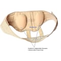 Pikkukuva 3 / 5: Inguinal Hernia Vyö Miehille Leikkauksen Jälkeen Hernia Kipu Relief Truss Tuki Double/single Inguinal Superior Comfort & Austable Painettava 2 Irrotettavaa F