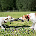Miniatyrbild 4 av 5: 2 Handtag Husdjursträning Bite Tug Leksaker Ung Hund Tugga Armärm