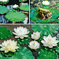 Pikkukuva 4 / 5: (Valkoinen) 5 kpl Uiva lumme Keinotekoinen lummevaahto Lotus