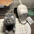 Miniatyrbillede 5 af 7: Plysj Katte-Hjemmesko, Par Hjemmesko, Bløde Anti-Slip Blå Grå Grey 42