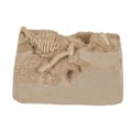 Miniatyrbild 2 av 5: Utgrävningsset - Dinosaurie Brun