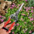 Trädgårdsredskap med plasthandtag Druvfruktplockningssax Blomma Grönsaksgrensklippning