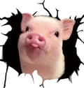 Funny Pig Crack Car Sticker Broken Window Static Sticker