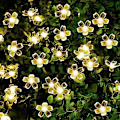Miniatyrbillede 1 af 5: 7M 50 LED Kirsebærblomst Solcelle Lyskæde Have Fe Lys 12M