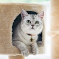 Miniatyrbillede 4 af 5: Ekstra højlydte par katte- og hundeklokker Holdbare messingklokker til kæledyr Halsbånd charme vedhængsklokker