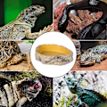 Miniatyrbillede 4 af 5: Krybdyr vandskål Padder Reptil fodringsskål stor (11 X 8 X 2,4)