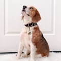 Miniatyrbillede 5 af 5: Ekstra højlydte par katte- og hundeklokker Holdbare messingklokker til kæledyr Halsbånd charme vedhængsklokker