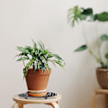 Miniatyrbilde 3 av 5: Forhindre råteskader Plantestativ Gulvbeskyttere Blomsterpotter Flygende tallerkener 40CM
