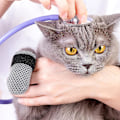 Miniatyrbild 3 av 5: Klorfria skor för katter - Justerbara katt-skor för klösande Polyester katt-tasskydd Katt halkfria strumpor