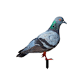 Miniatyrbillede 4 af 4: 3D Kunstige Duer Havestatue Duefigur Realistisk Fuglestatue Duepynt til Bryllupsfest Haveindretning YKLU093B