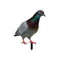 Miniatyrbillede 1 af 4: 3D Kunstige Duer Havestatue Duefigur Realistisk Fuglestatue Duepynt til Bryllupsfest Haveindretning YKLU093A