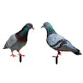 Miniatyrbillede 1 af 4: 3D Kunstige Duer Havestatue Duefigur Realistisk Fuglestatue Duepynt til Bryllupsfest Haveindretning YKLU093A And B Combination