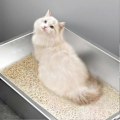 Miniatyrbild 4 av 5: Rostfri kattlåda för luktkontroll, klätterfri kattlåda med non-stick