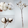 Miniatyrbillede 2 af 5: (20 stk) Bomuldsgrene Naturlige Stængler Tørrede Blomster Bomuldsgren