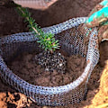 Miniatyrbilde 5 av 5: Gallon Wire Gopher og Vole Speed ​​Kurver, Plante Rotbeskyttelse