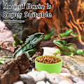Miniatyrbild 4 av 5: 10 st Tarantula Mikro Vattenskål Liten Reptil Maträtt Matningsskål för Spindel Gecko Ödla Horned Groda Sköldpadda (Grön)