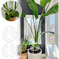 Miniatyrbild 2 av 5: 2 st Monstera Växtstöd Inomhus Växtstöd Pinnar Växtstamstöd Bladklämma För Växter Plast Klar Monstera Form Pinne För Utomhus Eller Inomhus