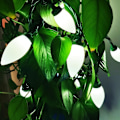 Miniatyrbillede 3 af 7: C9 Julelys Udendørs 50 LED 34,5ft Jordbær Vandtætte Lyskæder, Fe Lys til Have, Gård, Hjem, Fest, Ferie, Juletræ