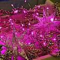 Miniatyrbilde 5 av 6: 2 Pakke Solcelledrevne Eventyrlysstrenger Utendørs Vanntett 8 Moduser Blinkende Juledekorasjonslys, Hver 33ft-100LED, 40ft-120LED, Rosa